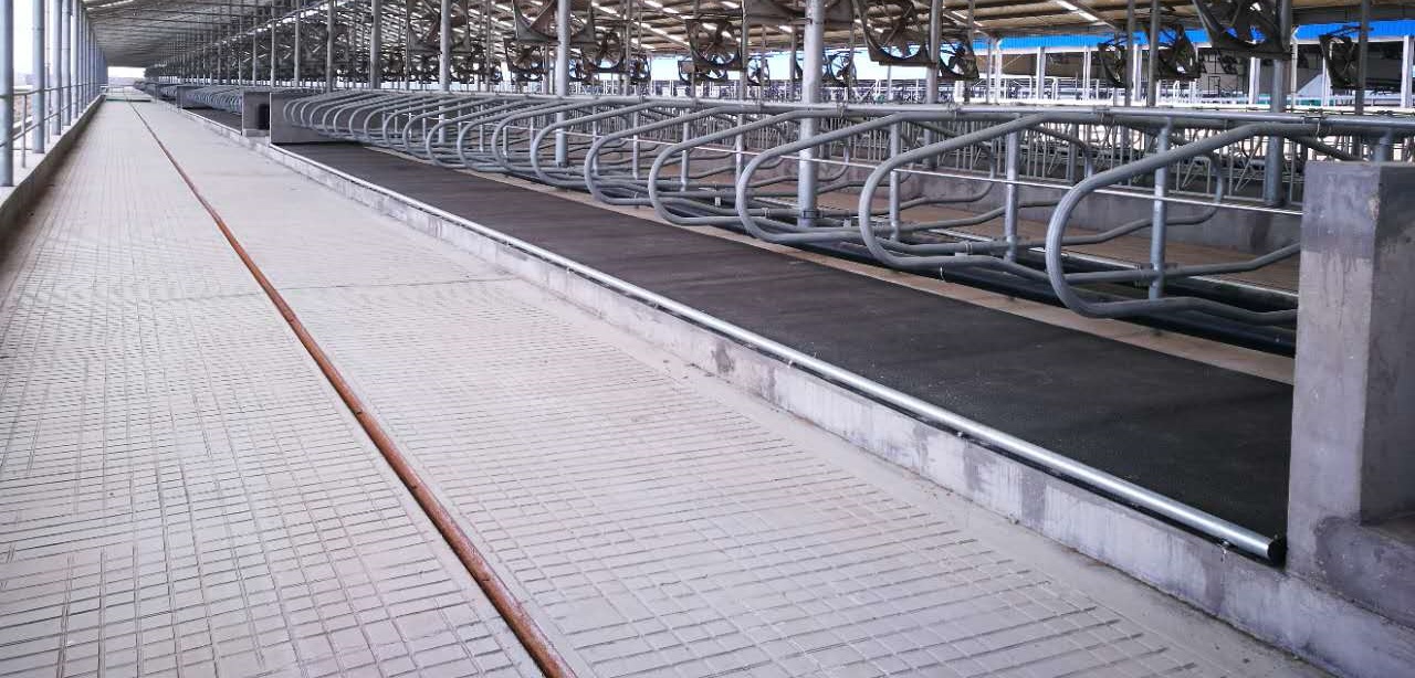 tamaño de la estera de vaca