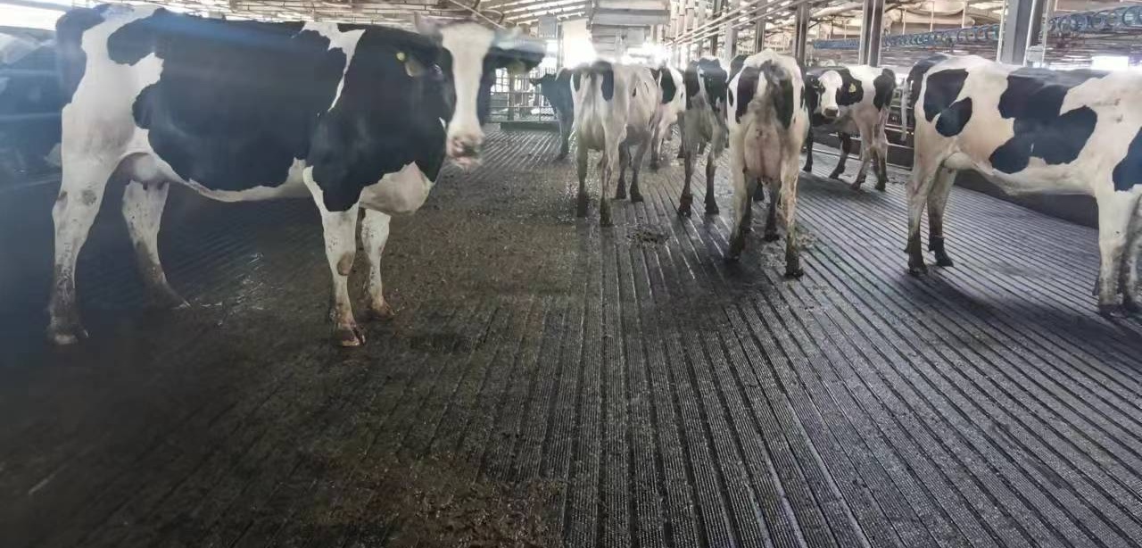 tamaño de la estera de vaca