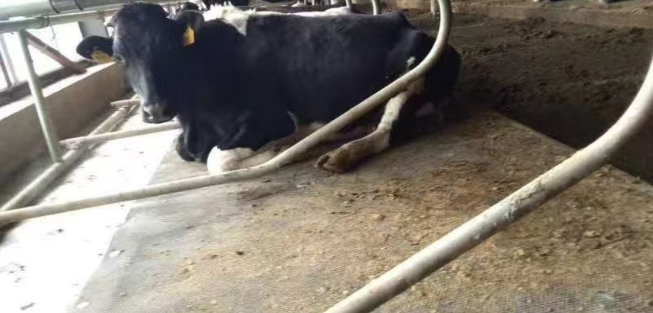 ¿Qué es una alfombra de vaca?