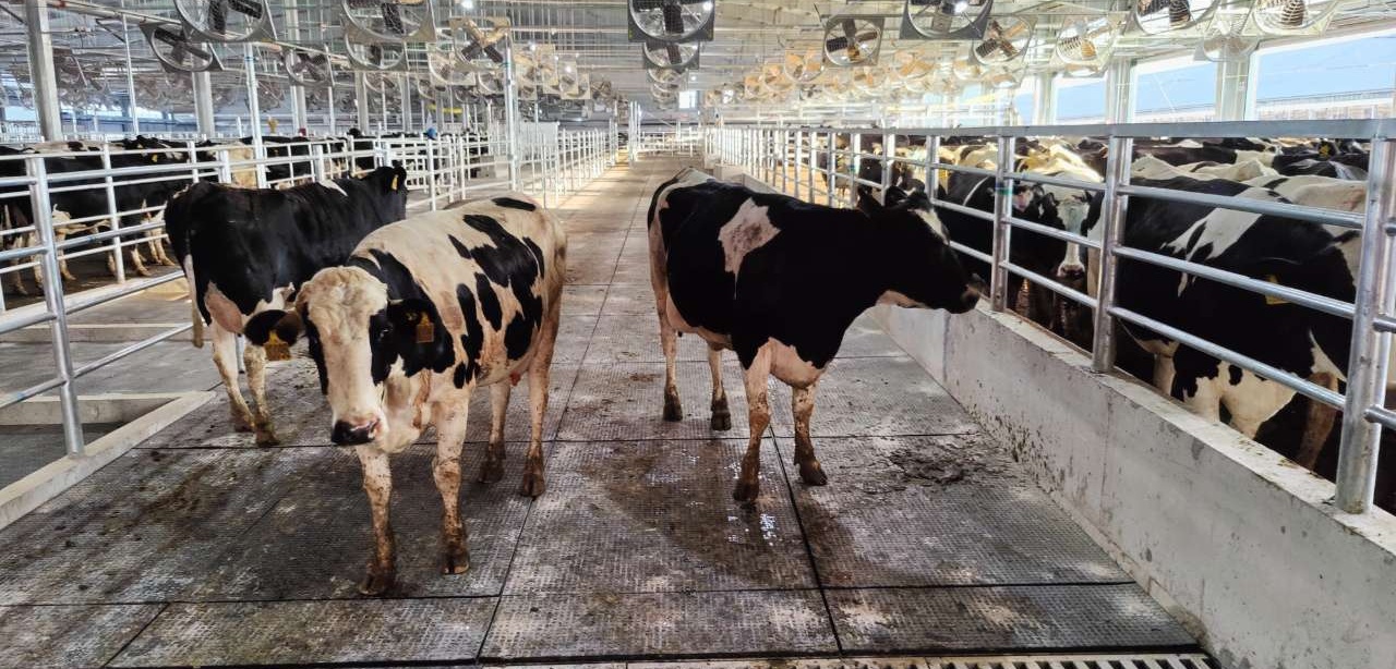 ¿Qué es una alfombra de vaca?